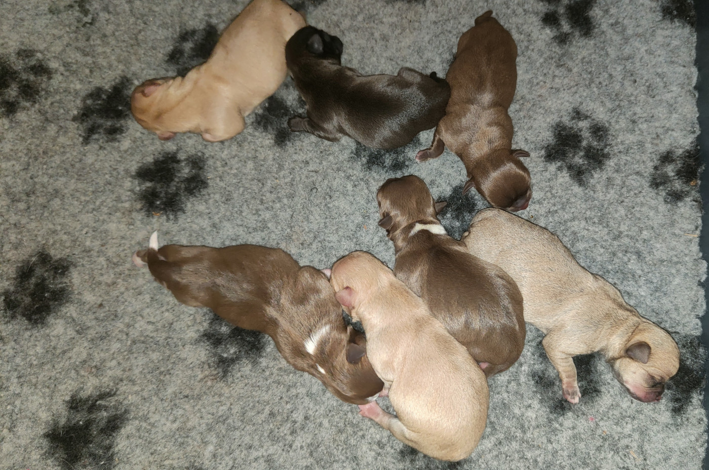 Chiot Chihuahua De La Vallée De Los Rios