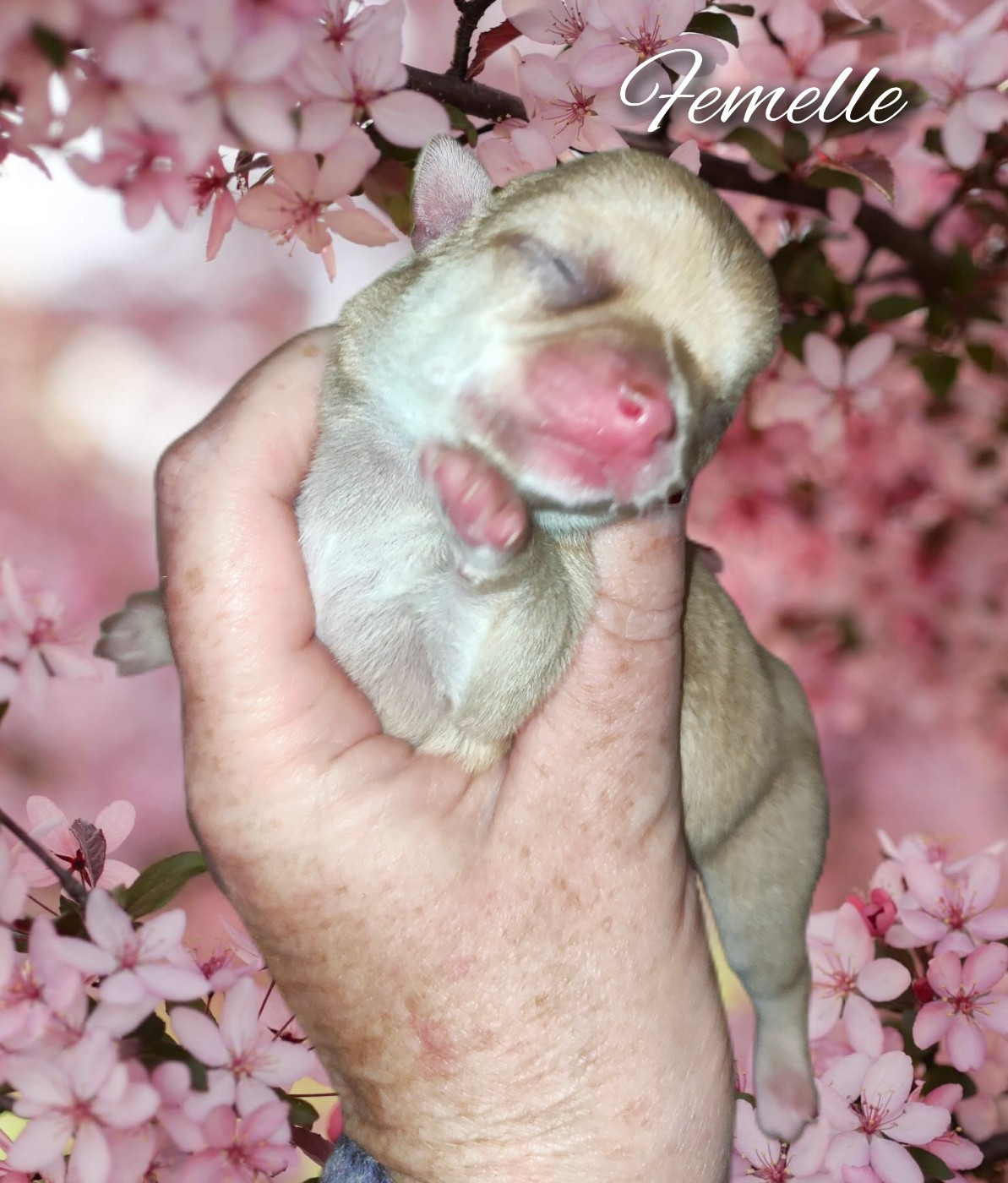 De La Vallée De Los Rios - Chiots disponibles - Chihuahua