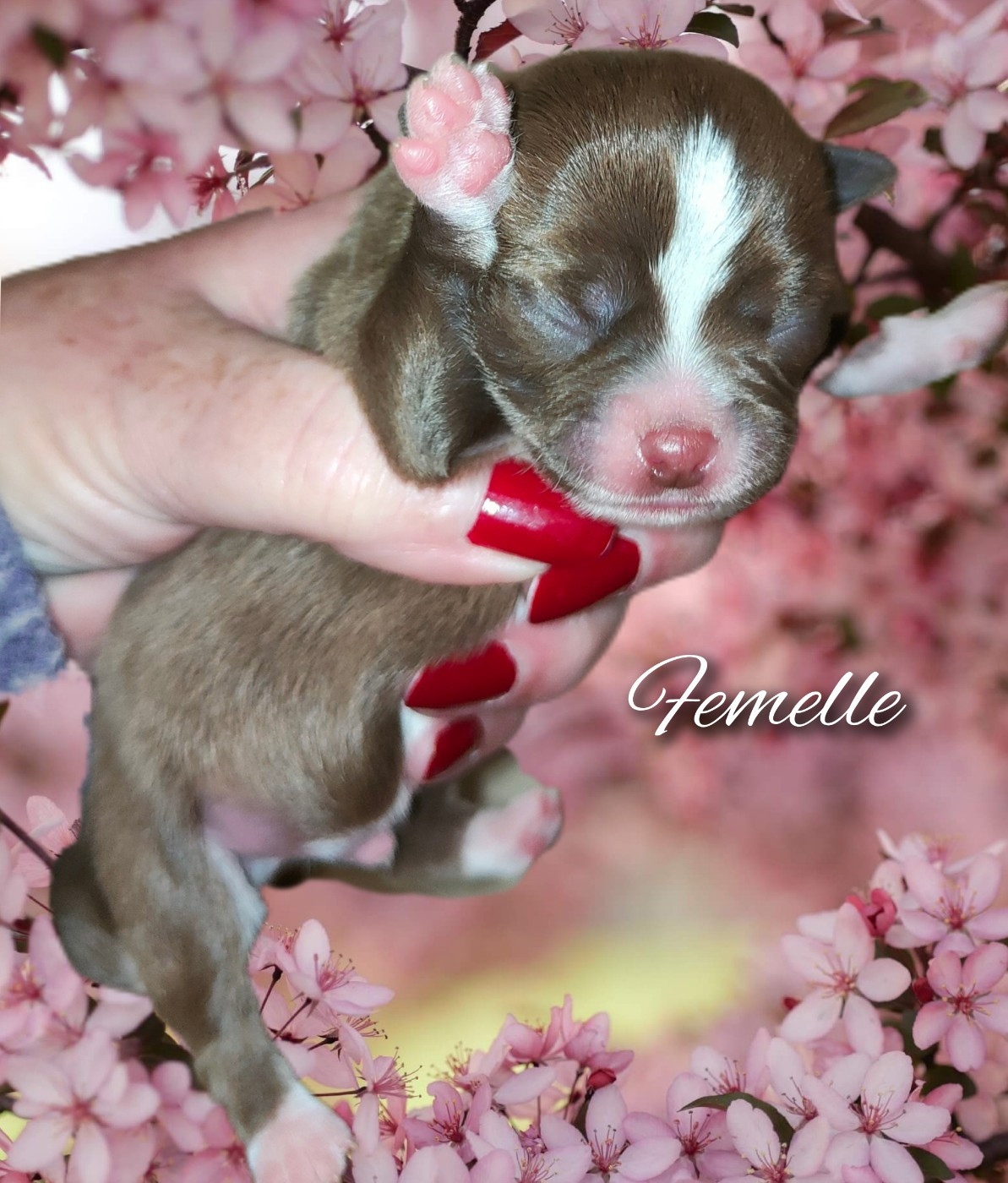 De La Vallée De Los Rios - Chiots disponibles - Chihuahua