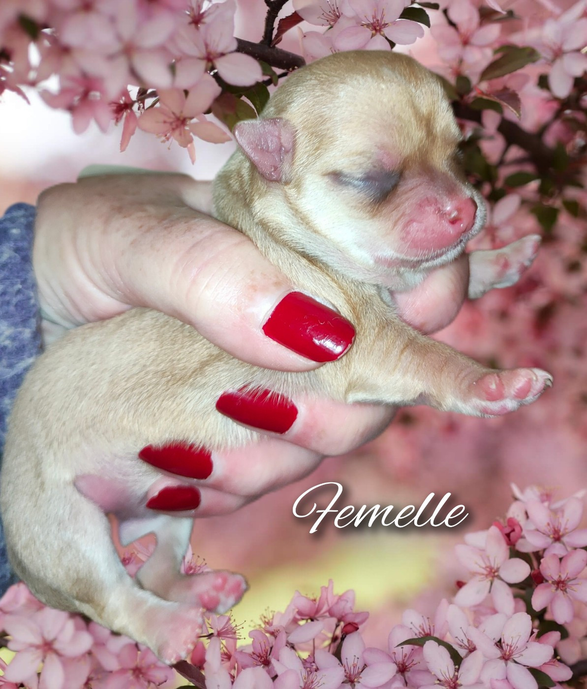 De La Vallée De Los Rios - Chiots disponibles - Chihuahua