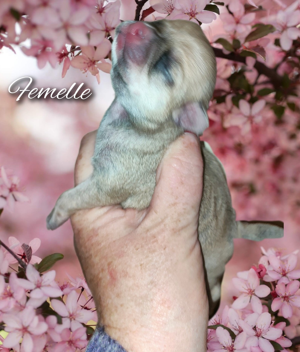 De La Vallée De Los Rios - Chiots disponibles - Chihuahua