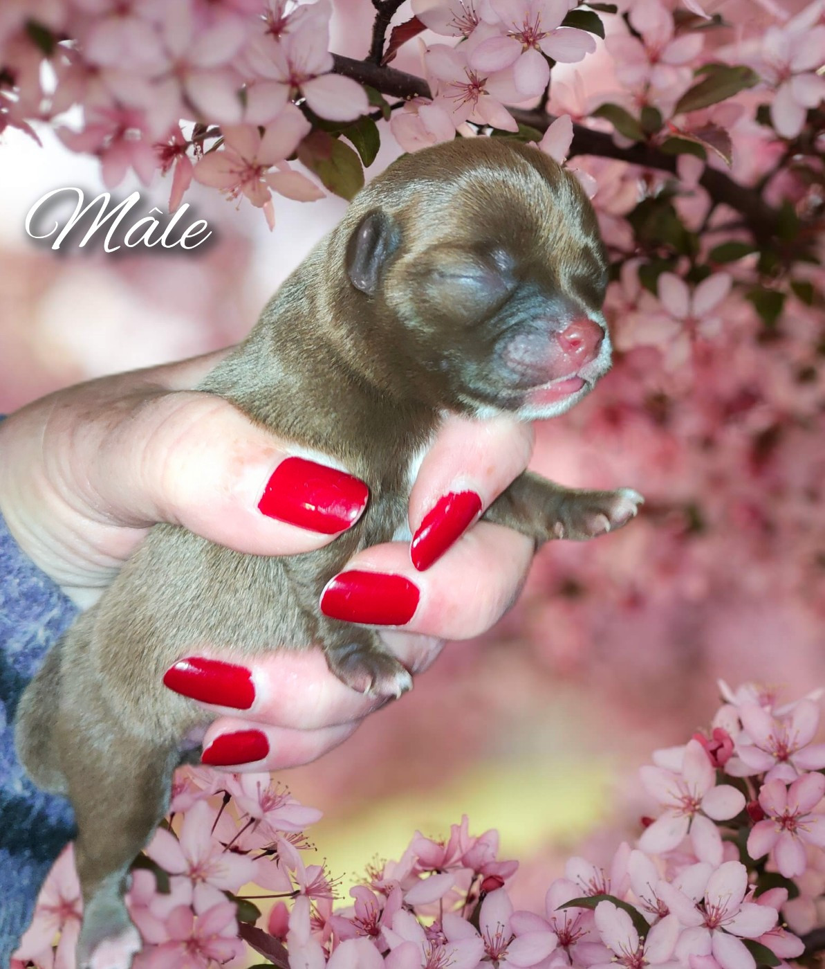 De La Vallée De Los Rios - Chiots disponibles - Chihuahua