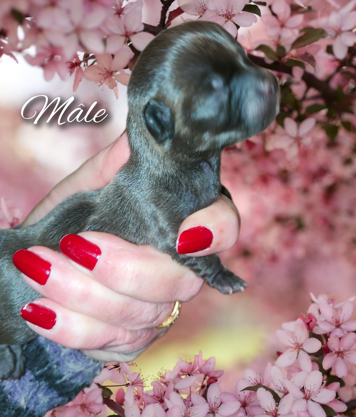 De La Vallée De Los Rios - Chiots disponibles - Chihuahua