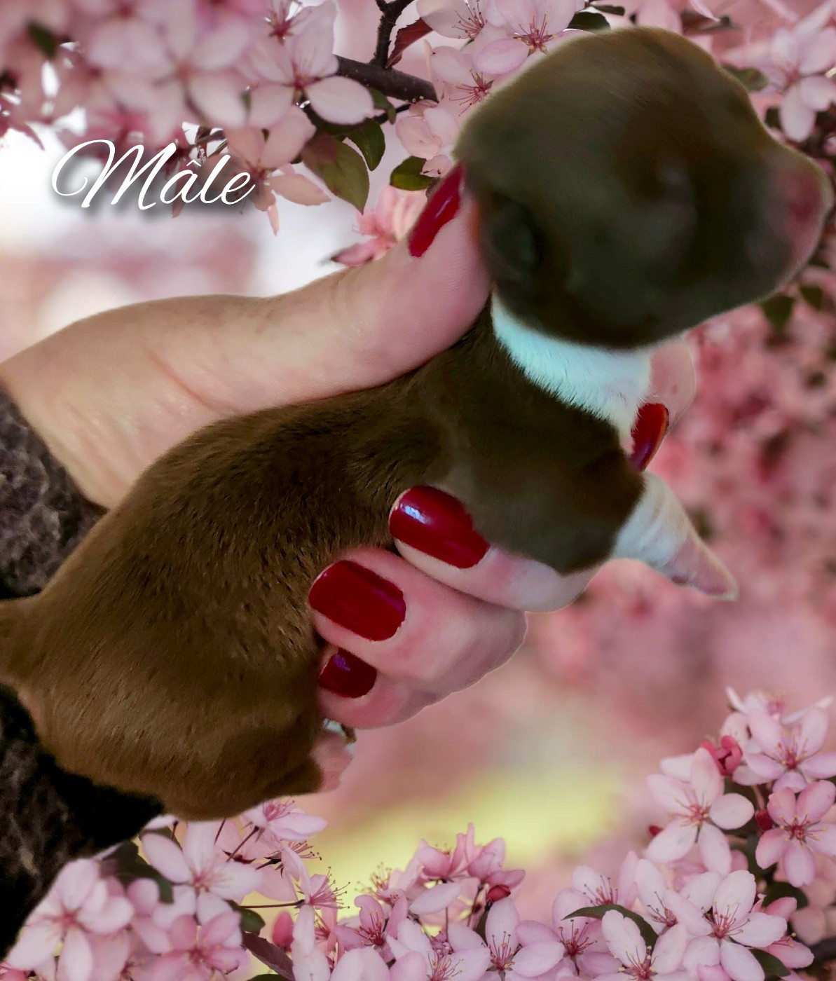 De La Vallée De Los Rios - Chiots disponibles - Chihuahua