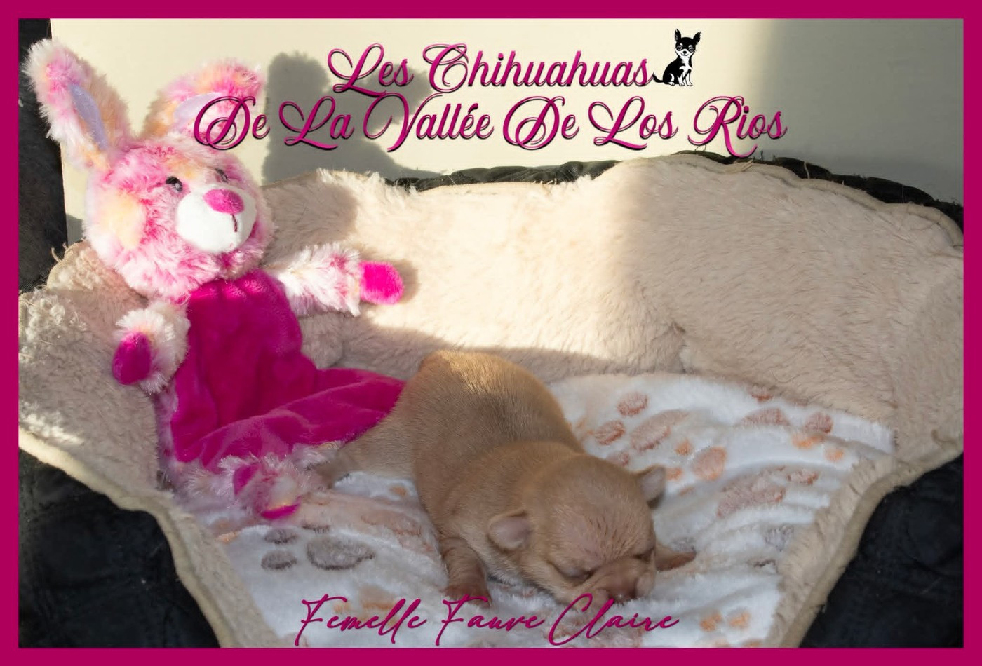 De La Vallée De Los Rios - Chiots disponibles - Chihuahua