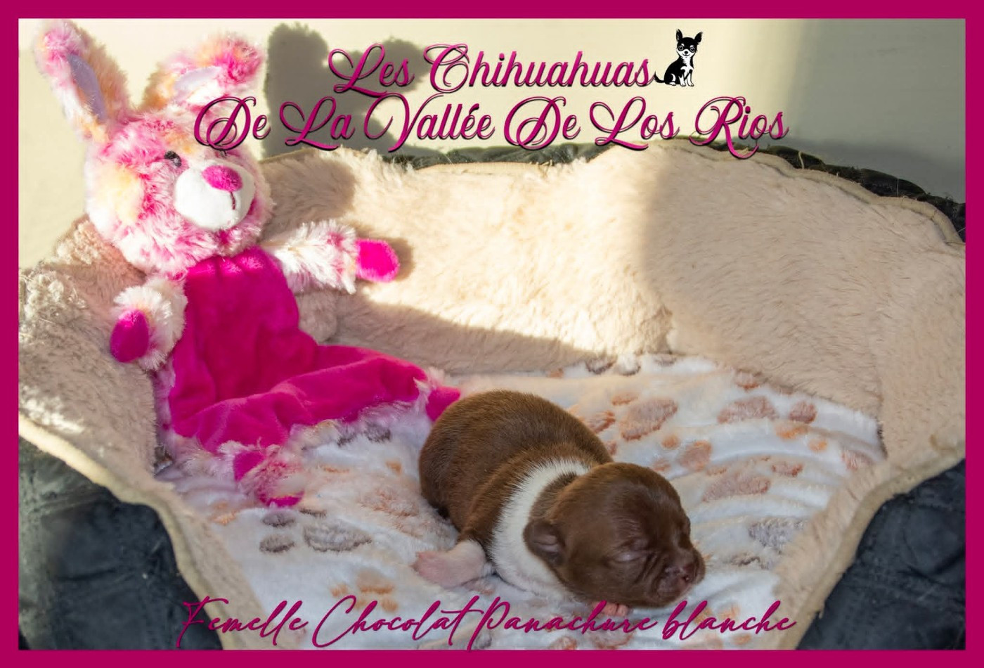 De La Vallée De Los Rios - Chiots disponibles - Chihuahua
