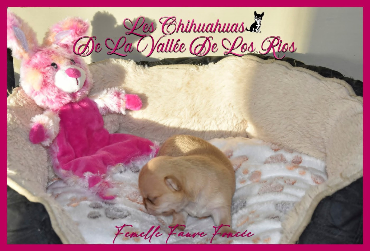 De La Vallée De Los Rios - Chiots disponibles - Chihuahua