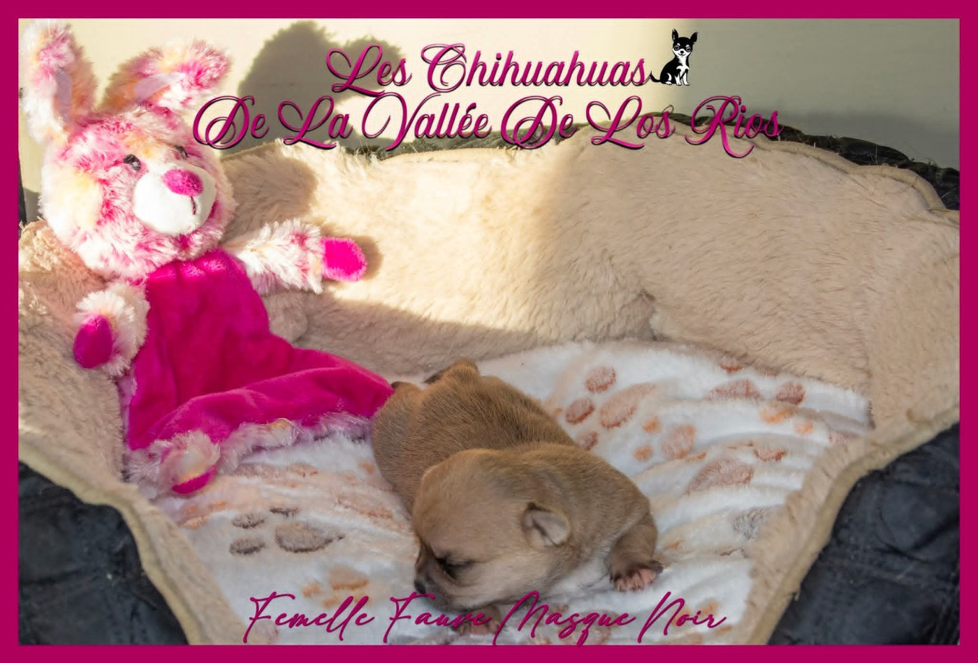 De La Vallée De Los Rios - Chiots disponibles - Chihuahua