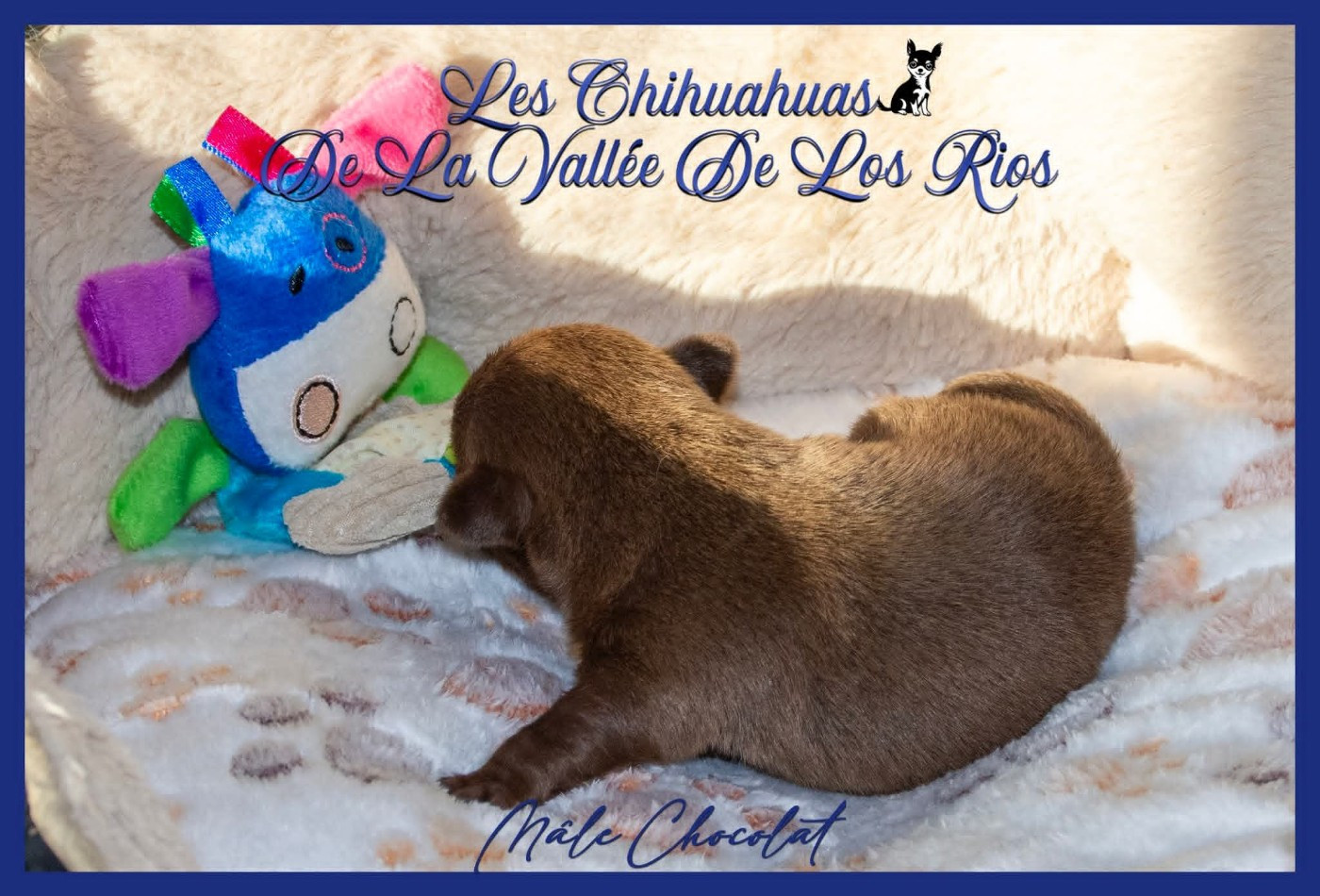 De La Vallée De Los Rios - Chiots disponibles - Chihuahua