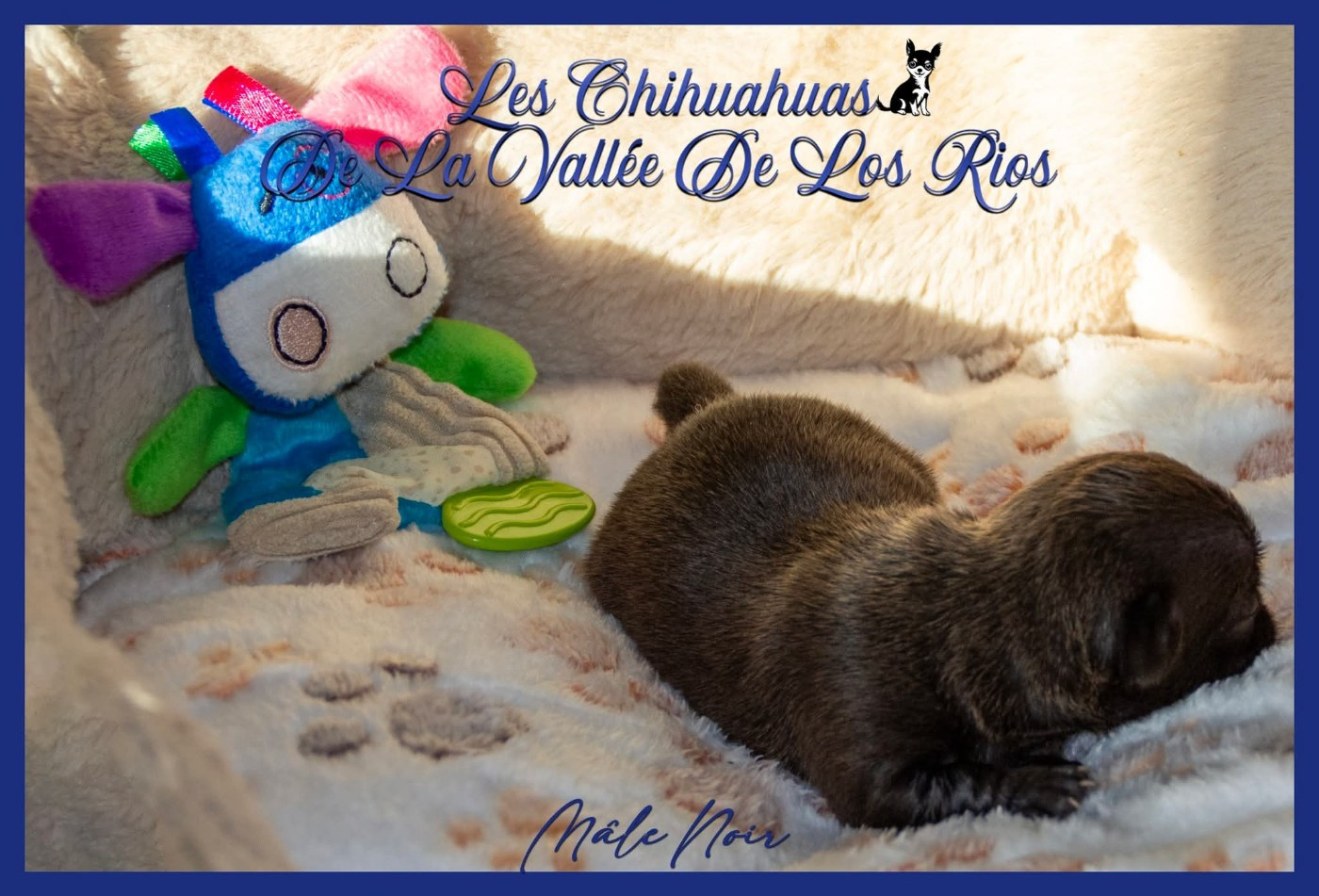 De La Vallée De Los Rios - Chiots disponibles - Chihuahua