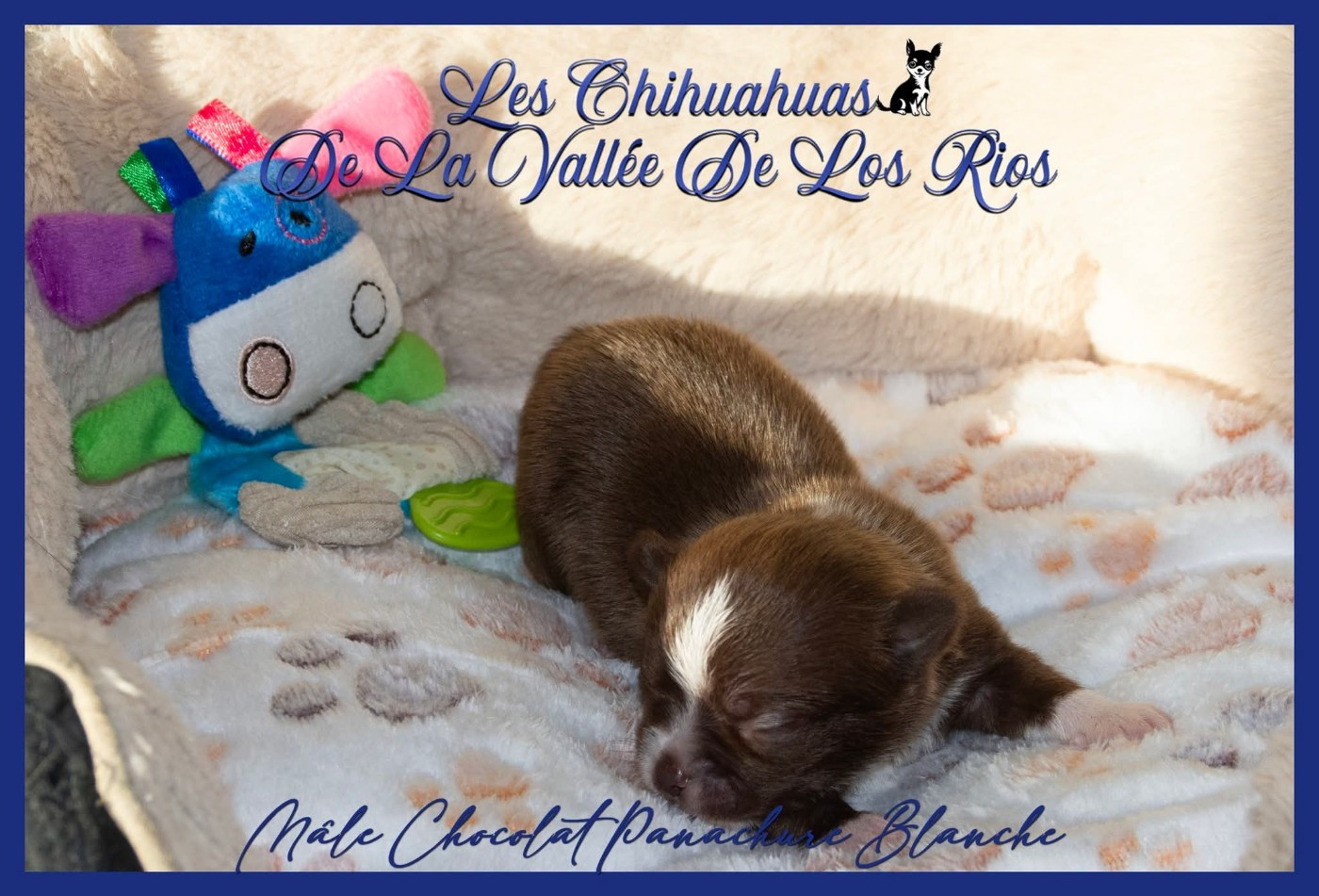 De La Vallée De Los Rios - Chiots disponibles - Chihuahua