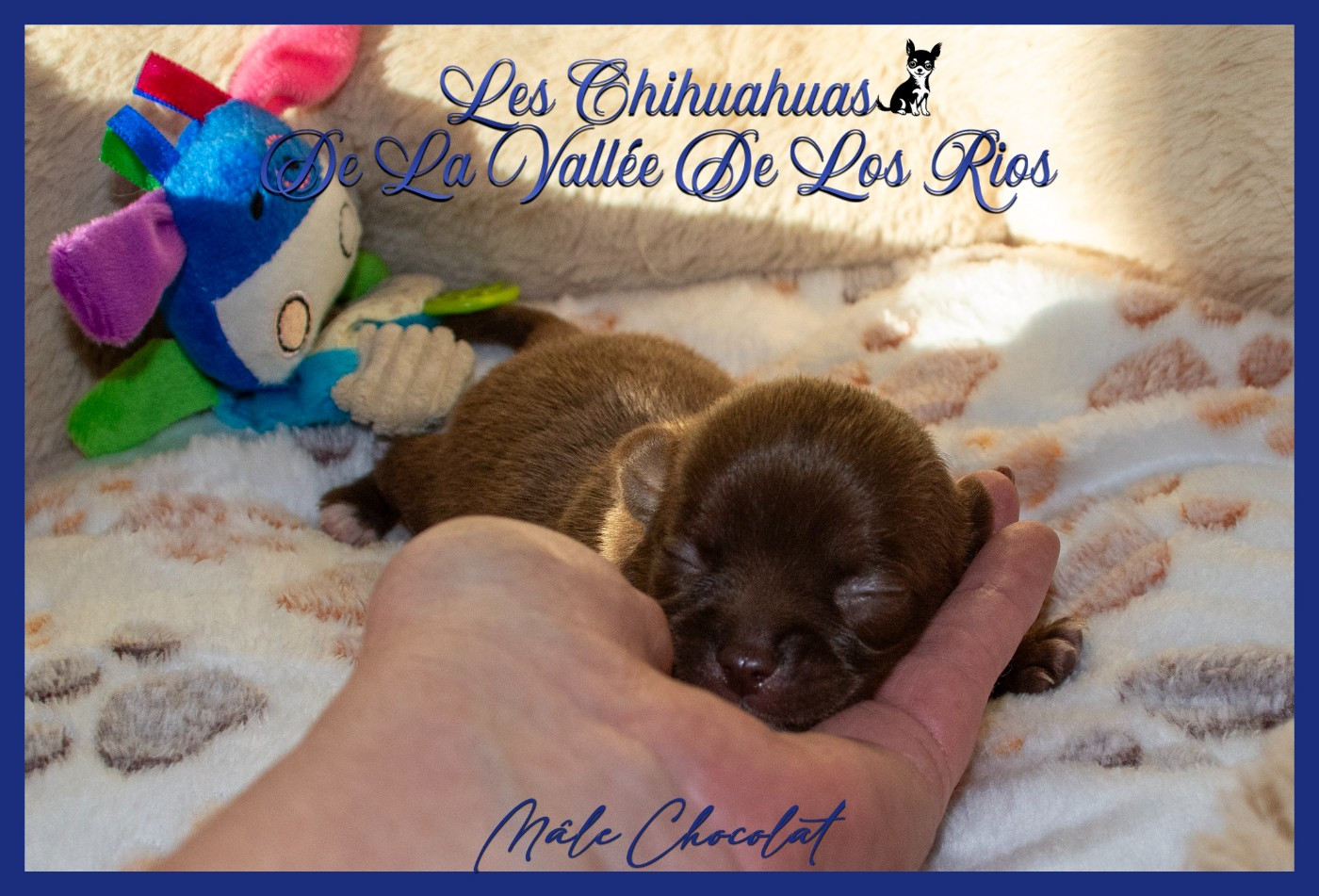 De La Vallée De Los Rios - Chiots disponibles - Chihuahua