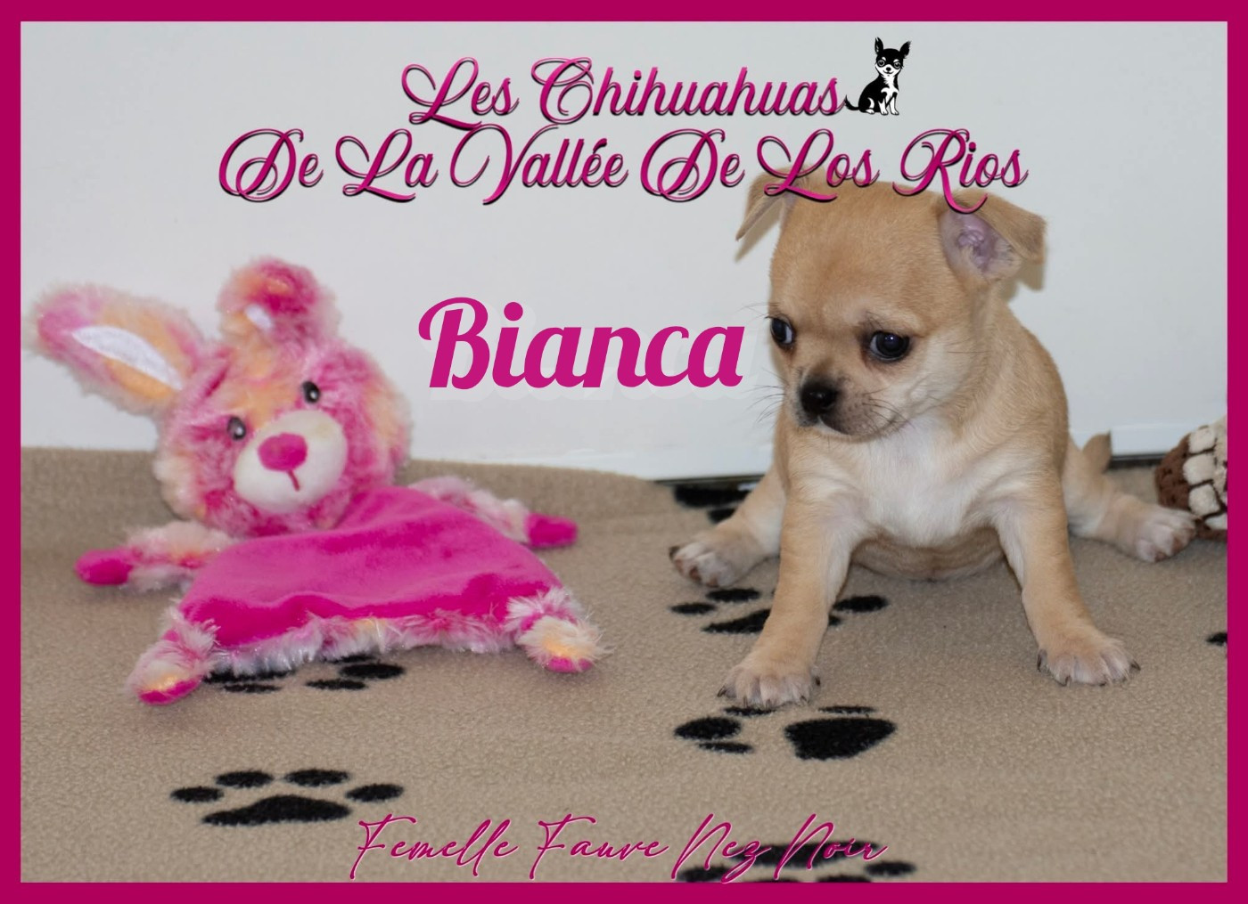 De La Vallée De Los Rios - Chiots disponibles - Chihuahua