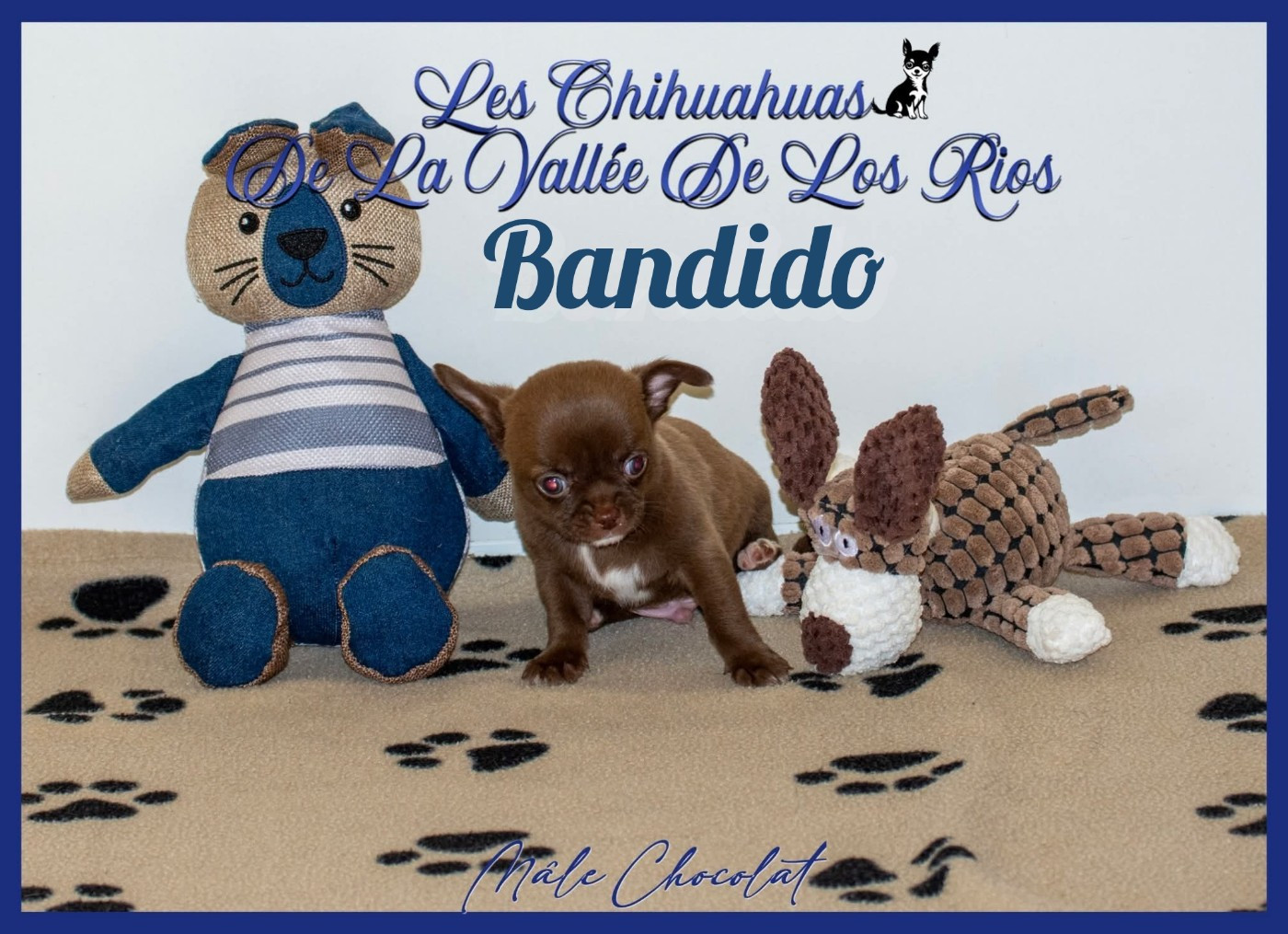 De La Vallée De Los Rios - Chiots disponibles - Chihuahua