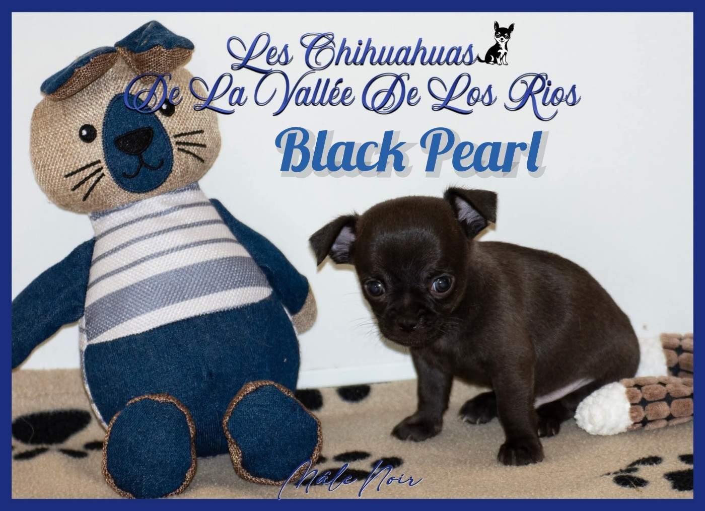 De La Vallée De Los Rios - Chiots disponibles - Chihuahua