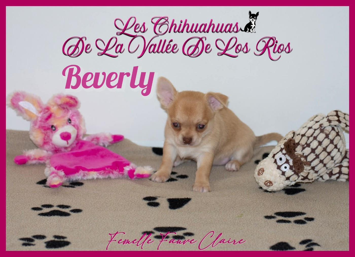 De La Vallée De Los Rios - Chiots disponibles - Chihuahua