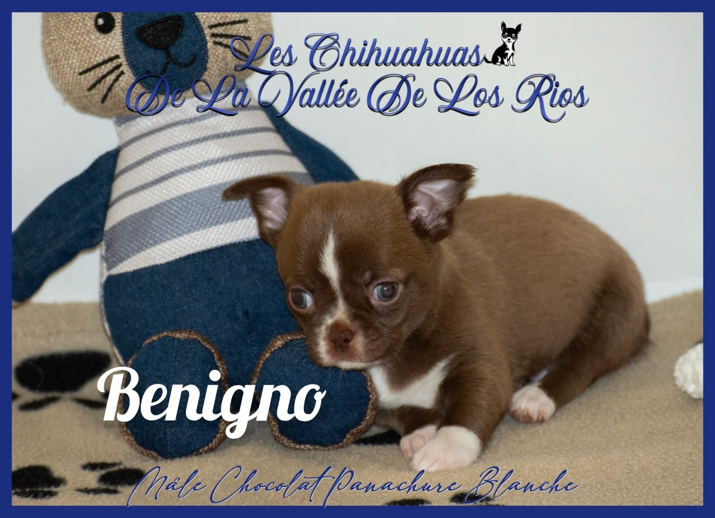 De La Vallée De Los Rios - Chiots disponibles - Chihuahua