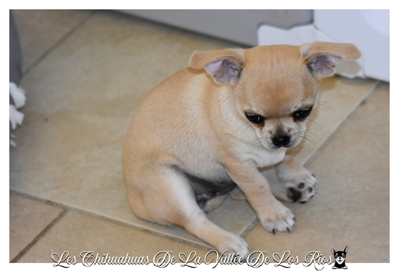 De La Vallée De Los Rios - Chiots disponibles - Chihuahua