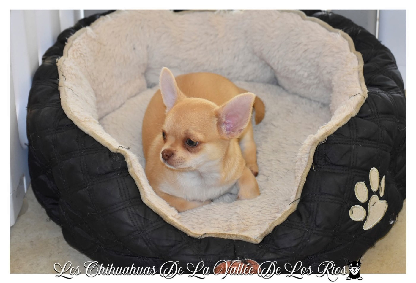 De La Vallée De Los Rios - Chiots disponibles - Chihuahua
