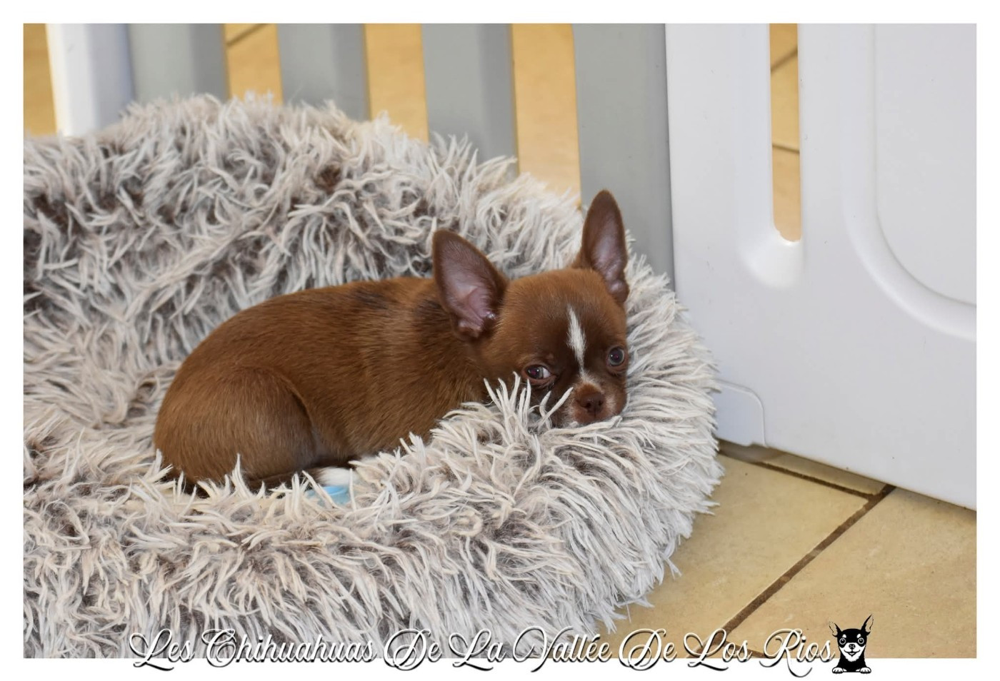 De La Vallée De Los Rios - Chiots disponibles - Chihuahua