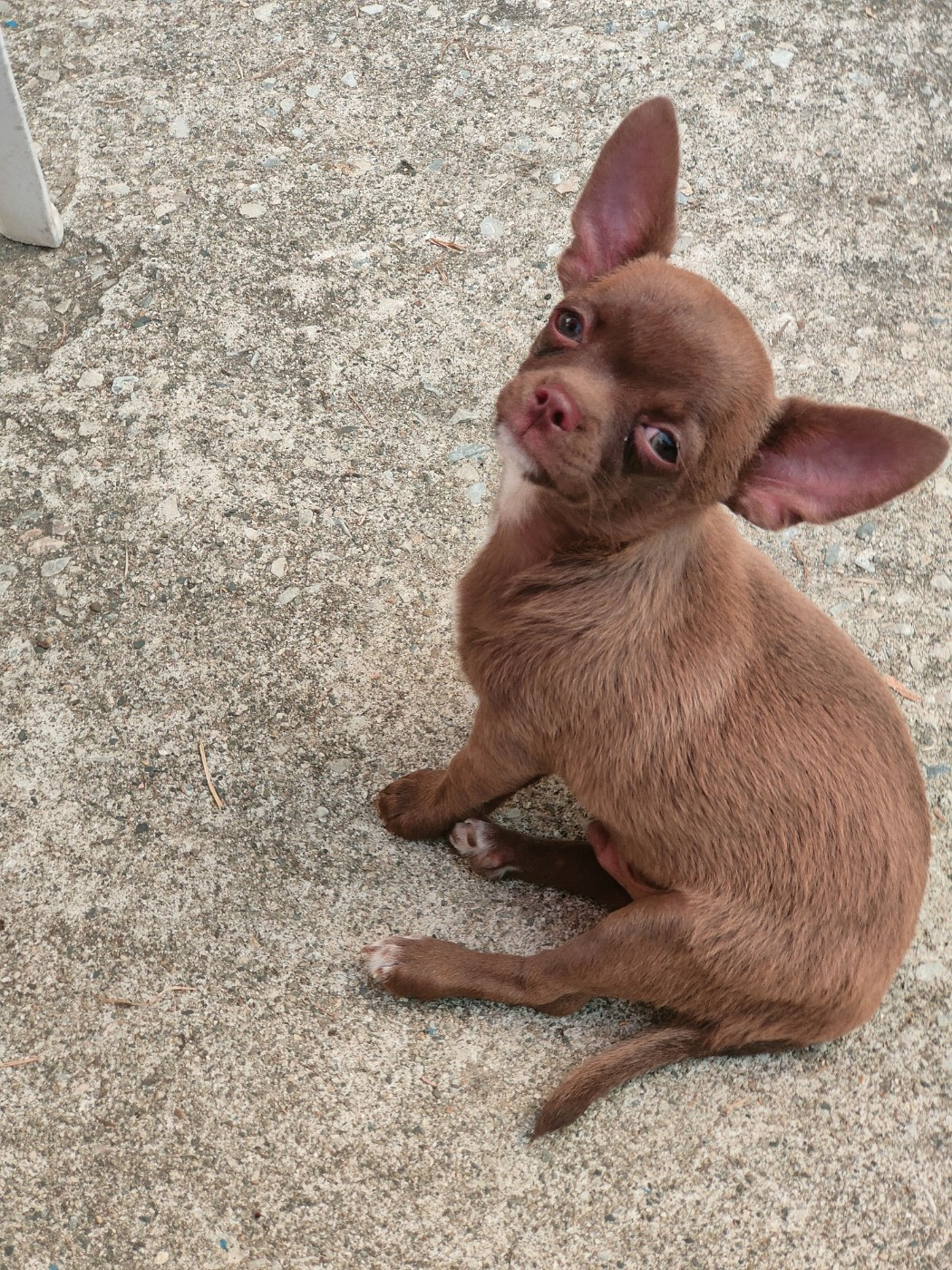 De La Vallée De Los Rios - Chiots disponibles - Chihuahua